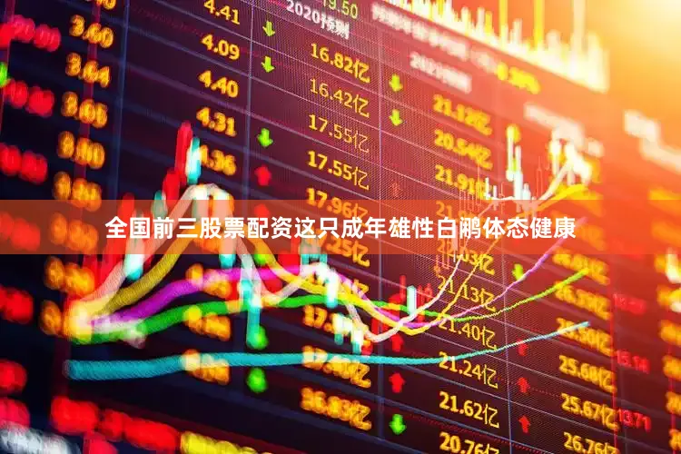 全国前三股票配资这只成年雄性白鹇体态健康